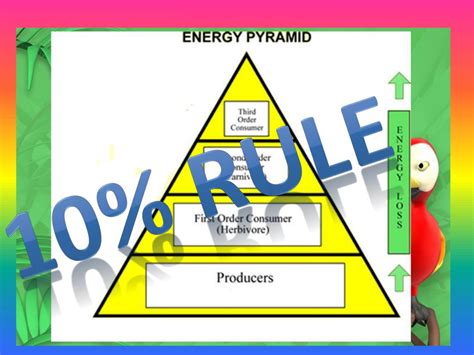 Ppt Food Chains Food Webs And Energy Pyramids Review Powerpoint