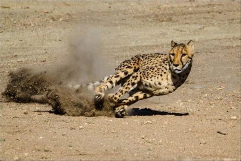 10 Incredible Cheetah Facts Wikipoint Wiki Point