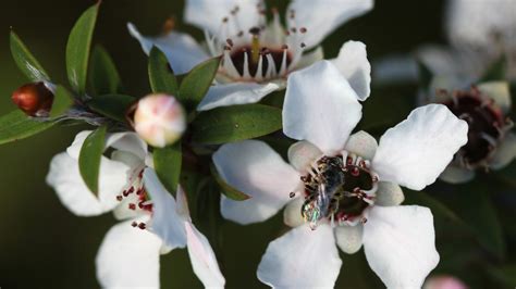 Fragonia Puressence Aroma