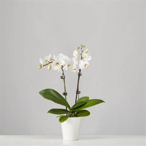 21 best indoor plants for any location. Phalaenopsis Orchid Plant | Best Indoor Flower Plants For ...