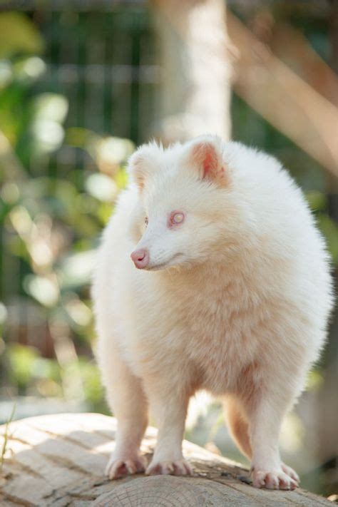 Albino Raccoon Dog Tanuki Amazing Animals Interesting Animals