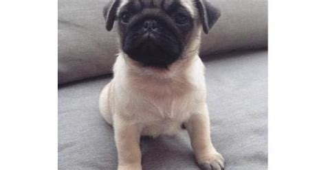 Where can i find free pug puppies near me? Pug Puppies for Sale in Ohio | puppies for sale near me | Pinterest | Pug puppies