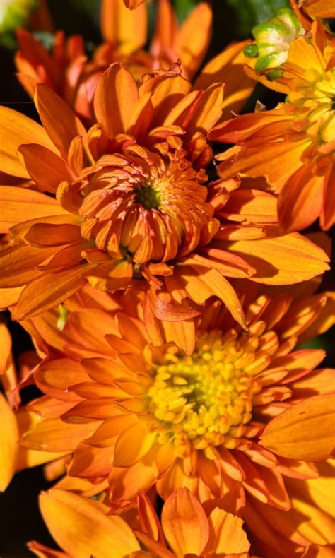 Orange Chrysanthemum Flowers 4k Hd Flowers Wallpapers Hd Wallpapers