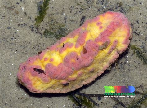 Pink Warty Sea Cucumber Cercodemas Anceps More About Thi Flickr