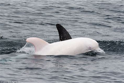 Rare Albino Dolphin Filmed Off Californian Coast Daily Mail Online