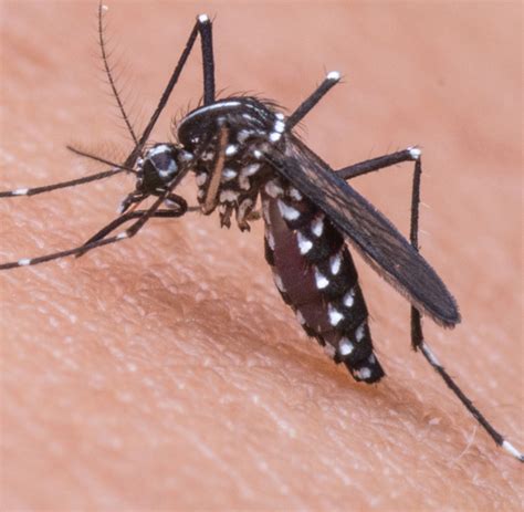 Mosquito Pest Control
