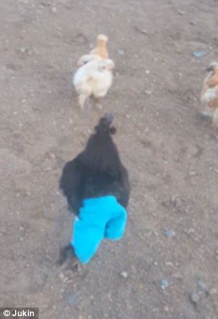 Video Of Charlie The Chicken Scuttling Around An Arizona Farmyard In