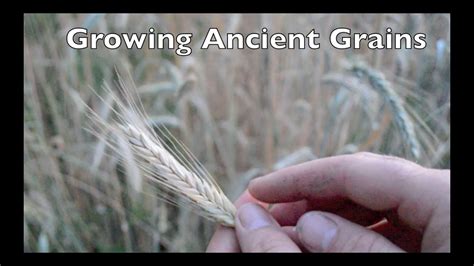 Growing Ancient Grains In Your Garden Youtube