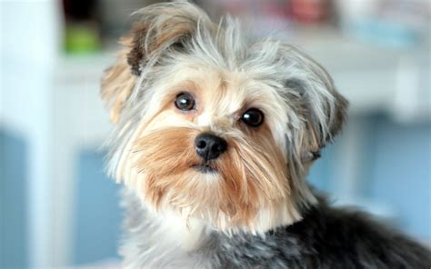 Dog Yorkshire Terrier Wallpapers And Images Wallpapers Pictures Photos