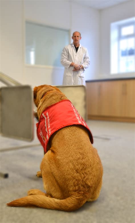 The Science Medical Detection Dogs