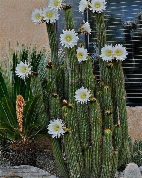 13 Edible Cactus Plants Corinnewiktoria
