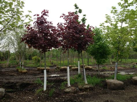 Crimson King Maple Red Maple Trees For Sale Buy Maples