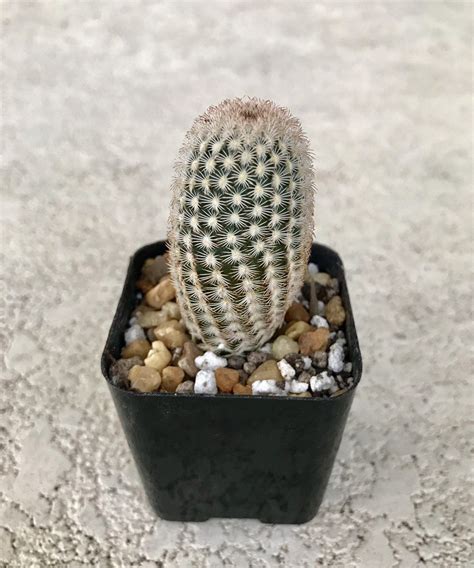 The cactus is a type of plant called a succulent. Lace Hedgehog cactus, Echinocereus Reichenbachii, Lace ...