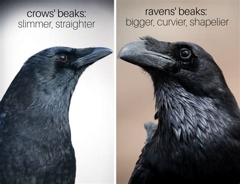 ravens vs crows they are not the same owlcation