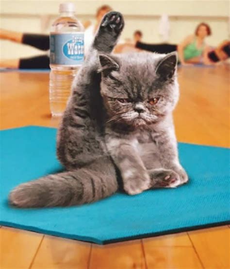 15 Pics Of Animals That Do Yoga Better Than You Reckon Talk