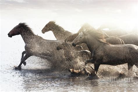 Herd Of Wild Horses Running In Water By Tunart