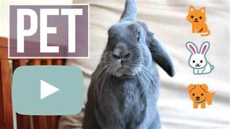 Starting a Pet YouTube Channel - What I've Learned From YouTube - YouTube