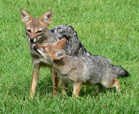 Gray Fox Mother And A Pup Playing In A Grass Field Stock Photo Image