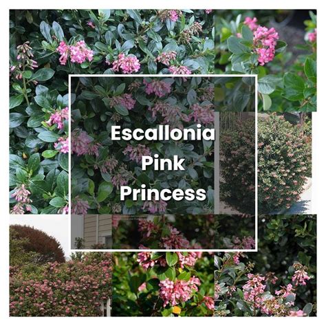 How To Grow Escallonia Pink Princess Plant Care And Tips Norwichgardener