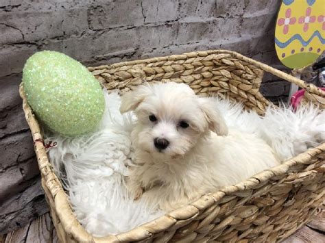 Maltese Maltese Petland Robinson