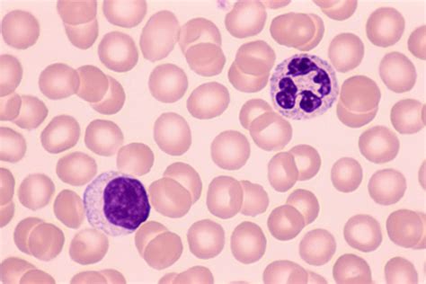 Phagocyte Stock Photos And Pictures Getty Images