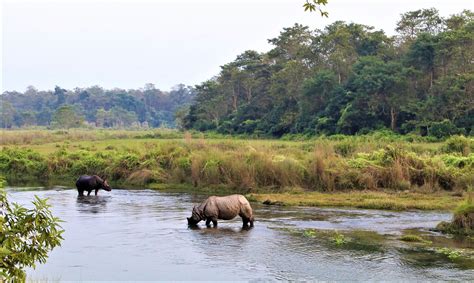 Chitwan National Park Tour Jungle Safari In Nepal