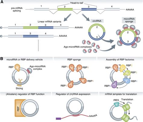 Biogenesis And Functions Of Circular Rnas A A Gene Can Be