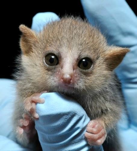 Behold The Cuteness Tiny Gray Mouse Lemurs Born At Duke Lemur Center