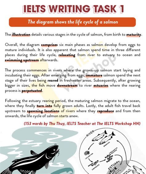 Topic Life Cycle Of A Salmon Bài Mẫu Ielts Writing Task 1