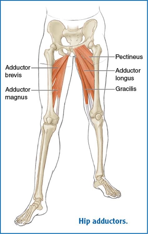 8 photos of the female body back side anatomy. Foundation for a Mat Session - Pilates Anatomy
