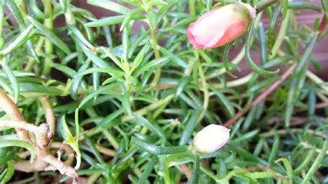 We did not find results for: Blooming Beautiful Moss-rose Flower, Timelapse Stock ...