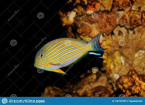 Clown Tang Acanthurus Lineatus Stock Photo Image Of Aquacultured