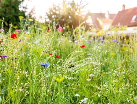 6 Steps To Creating A Backyard Meadow Backyard Boss