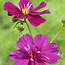 Cosmos Fizzy Purple Flower Seeds From Mr Fothergills And Plants