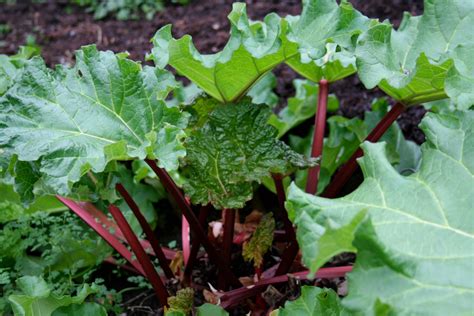 The Green Rhubarb Blues Organic Gardener Magazine Australia