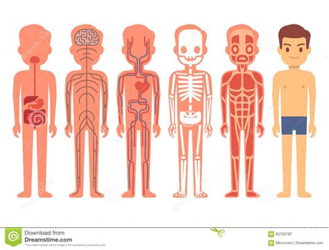 Human Body Anatomy Vector Illustration Male Skeleton Muscular Circulatory Nervous And