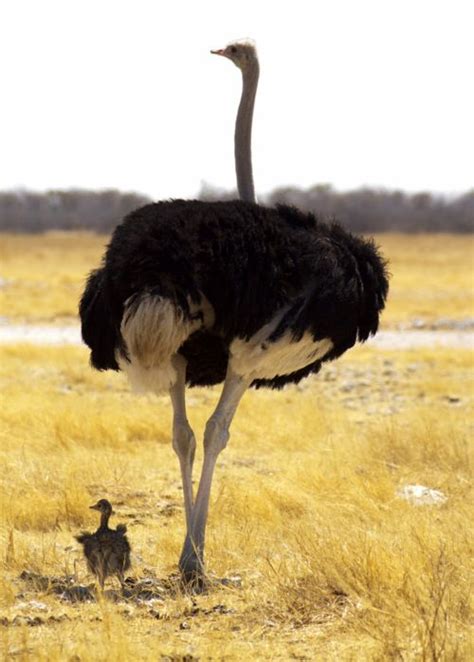 Namibiawesome Animals Beautiful Pet Birds Ostriches