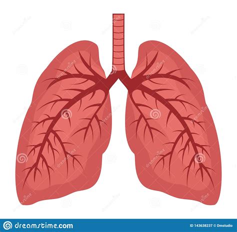 Vector Human Lungs Flat Icon Stock Vector Illustration Of Flat Lungs