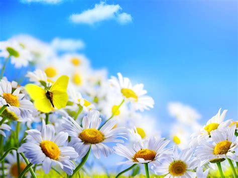 Daisies Field High Quality And Resolution Wallpapers