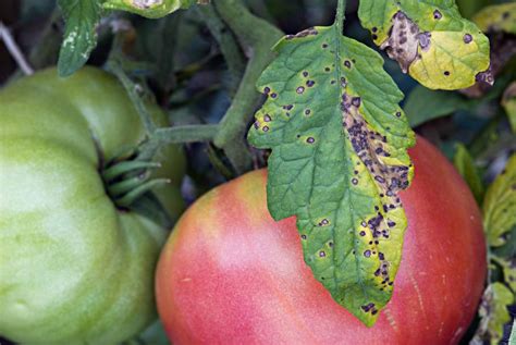 How To Diagnose Spotty Tomato Leaves