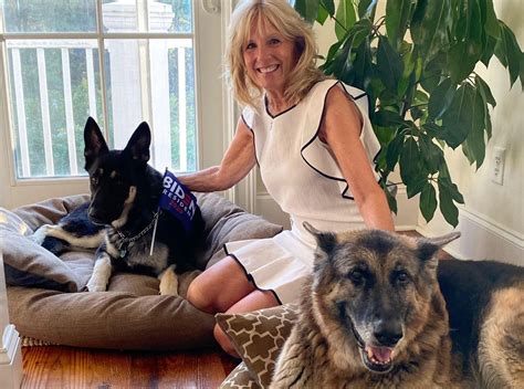 Biden's dog major bites another white house employee. Joe Biden's dog Major to be honored with virtual 'indoguration' party - CNET