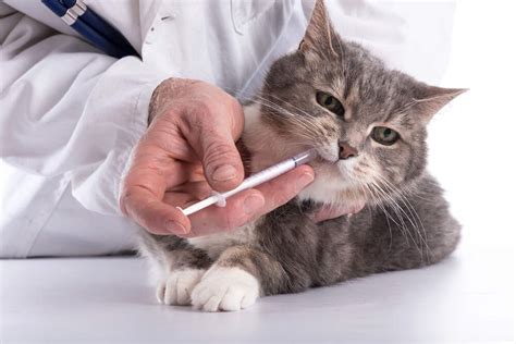 How To Syringe Feed A Cat