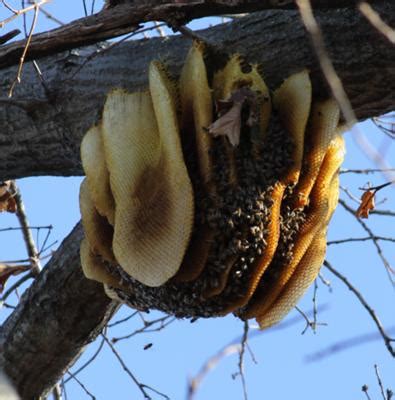 After 3 days, the eggs hatch and become larvae feeding on honey and pollen. Exposed Honey Bee Hive - Bees-On-The-Net