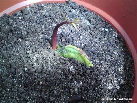 How To Grow A Mango Tree From Seed Exhale And Enjoy Life
