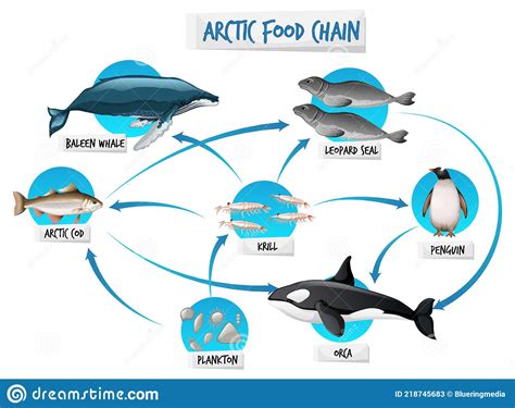 Concepto De Diagrama De Cadena Alimentaria ártica Ilustración del Vector Ilustración de vivo