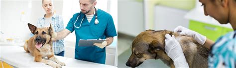 Prices paid and comments from costhelper's team of professional euthanasia performed in a veterinary office costs between $50 and $100. Pet Allergy Testing St. Johns & Jacksonville, FL ...