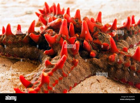 Red Knobbed Starfish Ifaty Tulear Madagascar Stock Photo Alamy