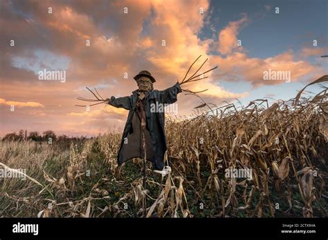 Scary Scarecrow In A Hat On A Cornfield In Orange Sunset Background