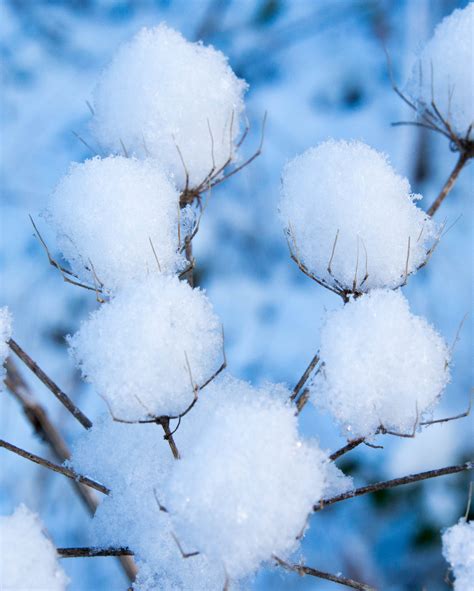 Free Images Branch Snow Winter Flower Frost Ice Weather Frozen