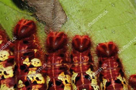 Morpho Butterfly Morpho Telemachus Caterpillars Aggregation Editorial